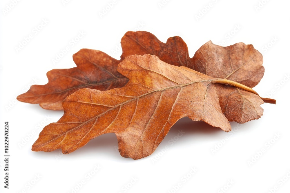 Isolated on white background is the autumn foliage of an oak tree Isolated on white background is the autumn foliage of an oak tree