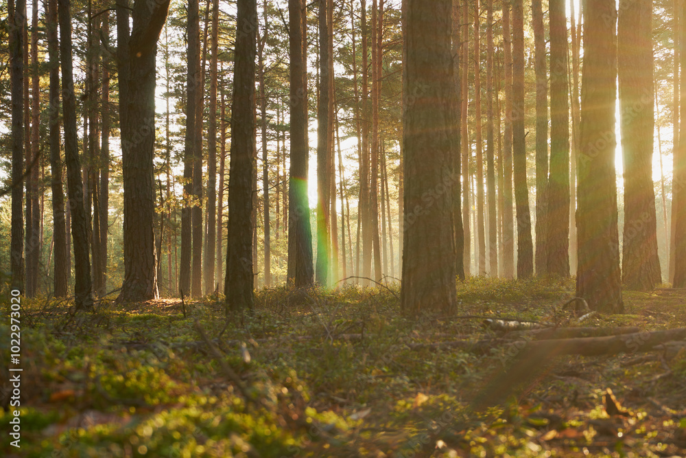 Obraz premium las,drzewa