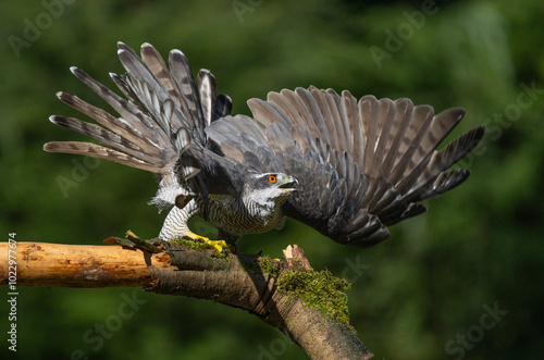 Hawk in defense mode
