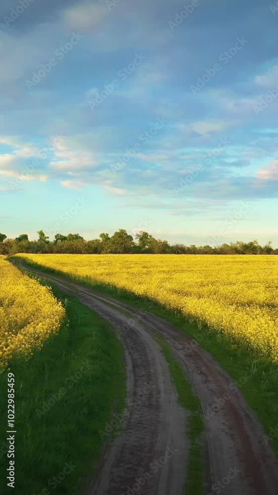 Flight Aerial View Of Agricultural Landscape With Flowering Blooming Rapeseed, Oilseed In Field In Spring Season. Blossom Of Canola Yellow Flowers. Beautiful Rural Country Road Flight Aerial View Of Agricultural Landscape With Flowering Blooming Rapeseed, Oilseed In Field In Spring Season. Blossom Of Canola Yellow Flowers. Beautiful Rural Country Road