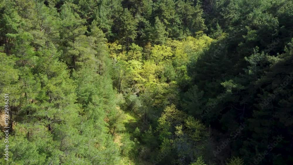 Aerial View of a Valley with a Small Stream Flowing Through the Green Trees
Aerial View of a Valley with a Small Stream Flowing Through the Green Trees