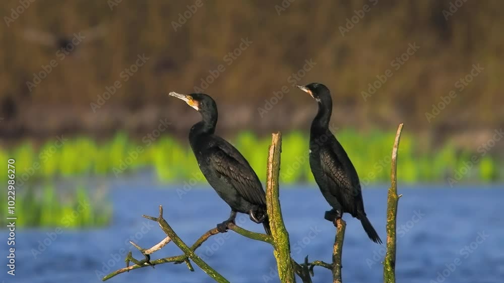 Cormorant sitting on a tree branch slow motion Cormorant sitting on a tree branch slow motion