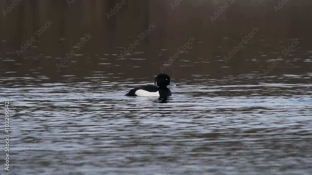 tufted duck swimming in water slow motion tufted duck swimming in water slow motion