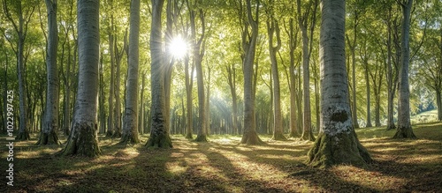 Beech Grove On A Sunny Day In The Italian Countryside