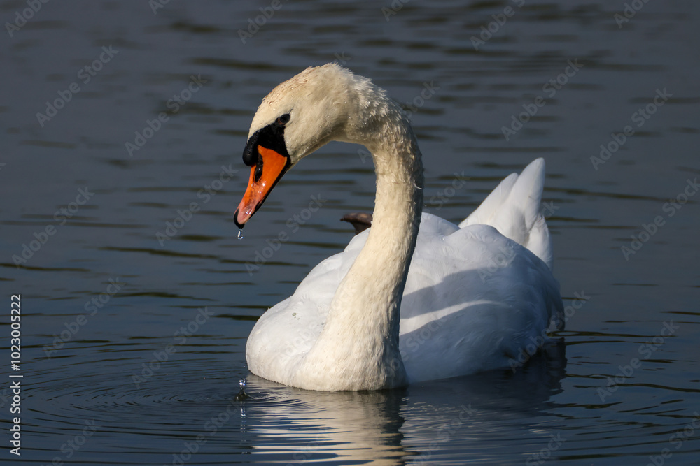 a graceful swan with water drops on the beak a graceful swan with water drops on the beak