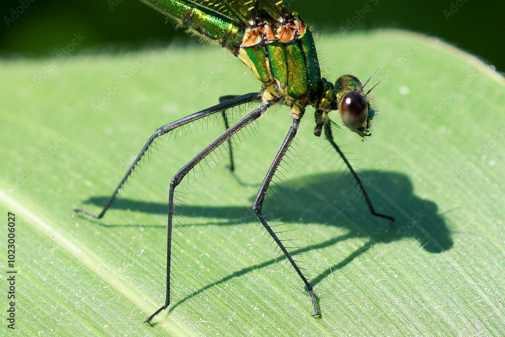 a green dragonfly resting on a green blade of corn a green dragonfly resting on a green blade of corn