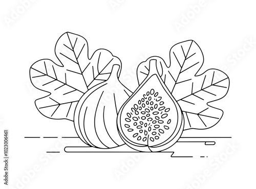 Fig fruit with leaves line art vector illustration