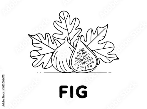 Fig fruit with leaves line art vector illustration