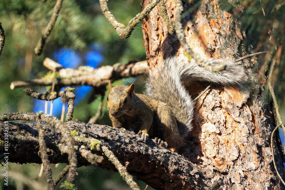 a cute squirrel on a pine tree a cute squirrel on a pine tree