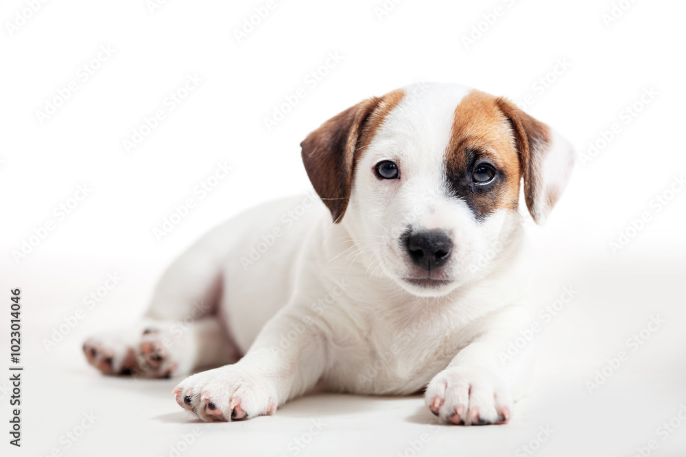 Puppy Isolated on white background