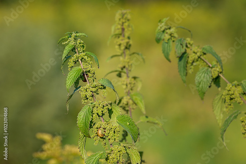 blooming Urtica Dioica, common nettle, stinging nettle close-up. blurred meadow background. Poland
