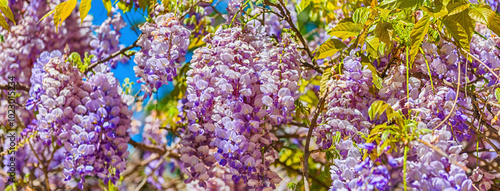 Beautiful purple wisteria flowers in spring photo