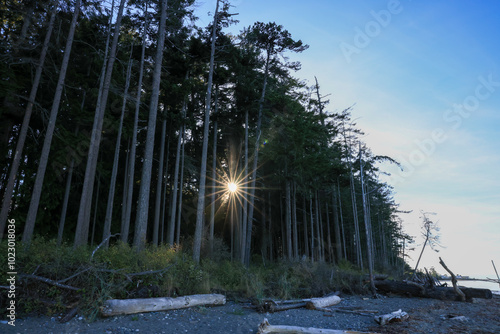 sunstar in a forest at Vancouver Island photo