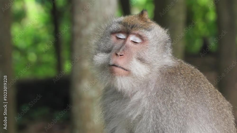 Close-up Portrait Of Long-tailed Macaque Cercopithecine Primate Native In Southeast Asia. Close-up Portrait Of Long-tailed Macaque Cercopithecine Primate Native In Southeast Asia.