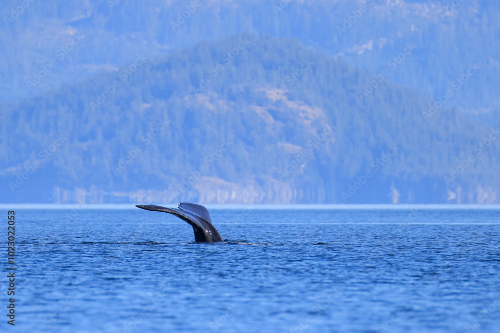 Obraz premium the tail of a diving humpback whale off the coast of Vancouver Island