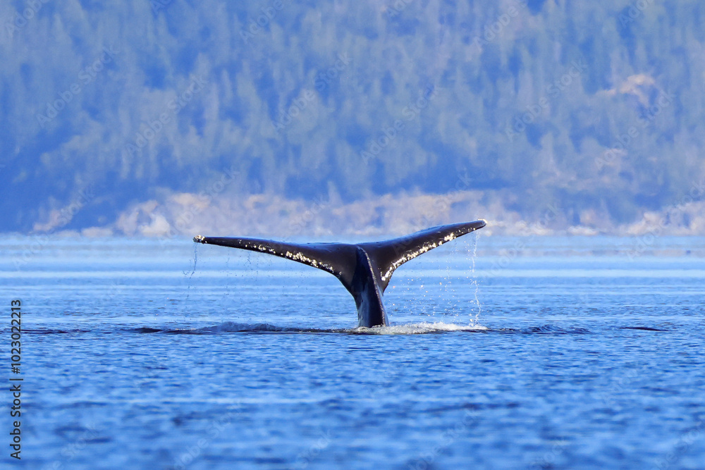 Naklejka premium the fin of a diving humpback whale off the coast of Vancouver Island