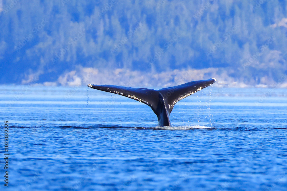 Fototapeta premium the fin of a diving humpback whale off the coast of Vancouver Island