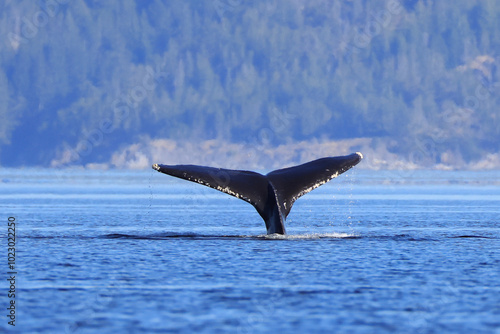 the tail of a diving humpback whale off the coast of Vancouver Island
