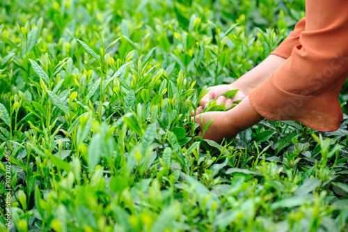 Woman picking green tea leaves in spring tea farm mountains