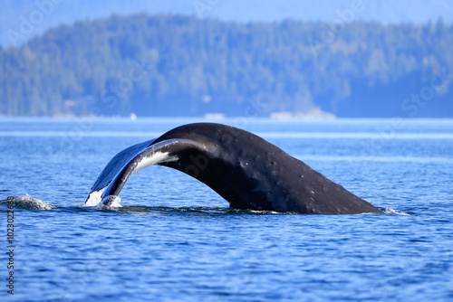 the fin of a diving humpback whale