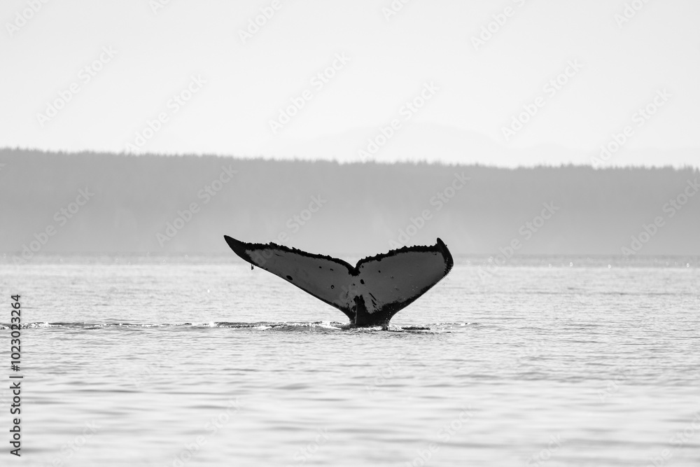 Fototapeta premium black and white picture of a humpback whale fin off the coast of Vancouver Island