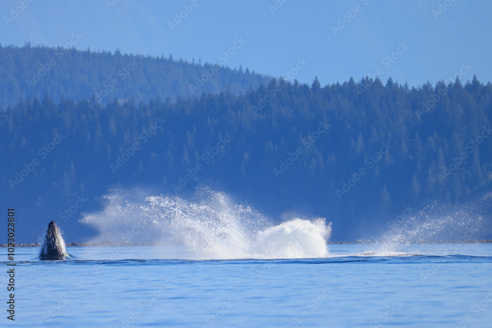 Fototapeta premium a humpback whale jumps out of the water off the coast of Vancouver Island