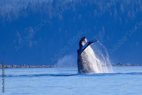 a humpback whale jumps out of the water off the coast of Vancouver Island