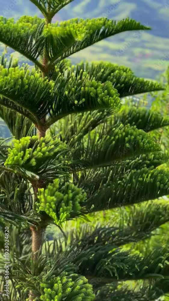 A lush green Araucaria pine sways gracefully in the strong wind atop Montana Redonda in the Dominican Republic. Concept the serenity and beauty of nature A lush green Araucaria pine sways gracefully in the strong wind atop Montana Redonda in the Dominican Republic. Concept the serenity and beauty of nature