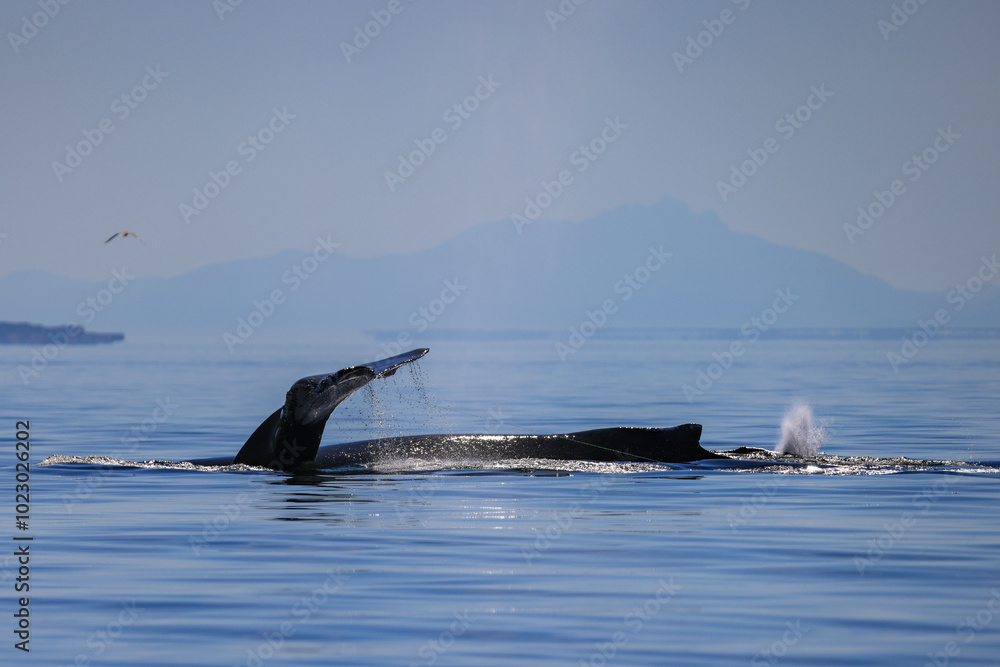 Obraz premium the fin of a diving humpback whale in Vancouver Island