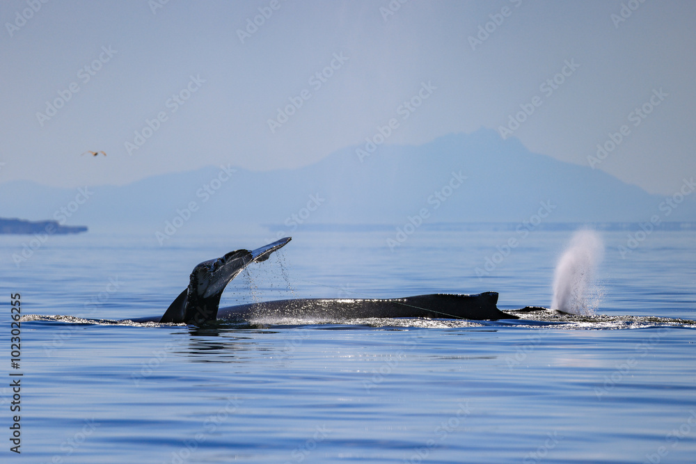 Naklejka premium a humpback whale blows out