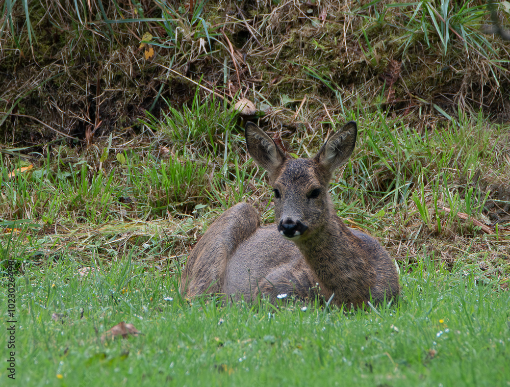 Fototapeta premium Chevreuil dans la lande en Bretagne