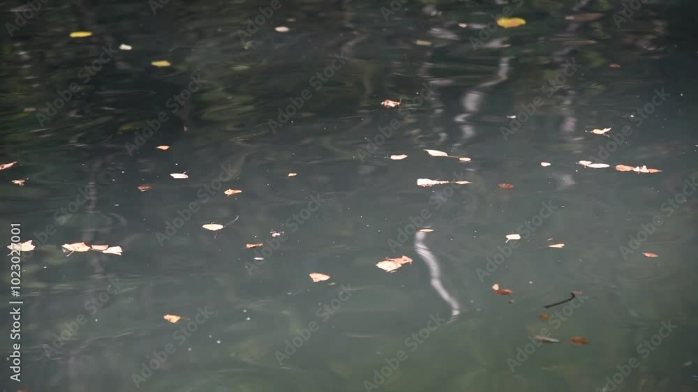 fallen leaves lie on water surface, pond in city park in autumn, in the fall fallen leaves lie on water surface, pond in city park in autumn, in the fall