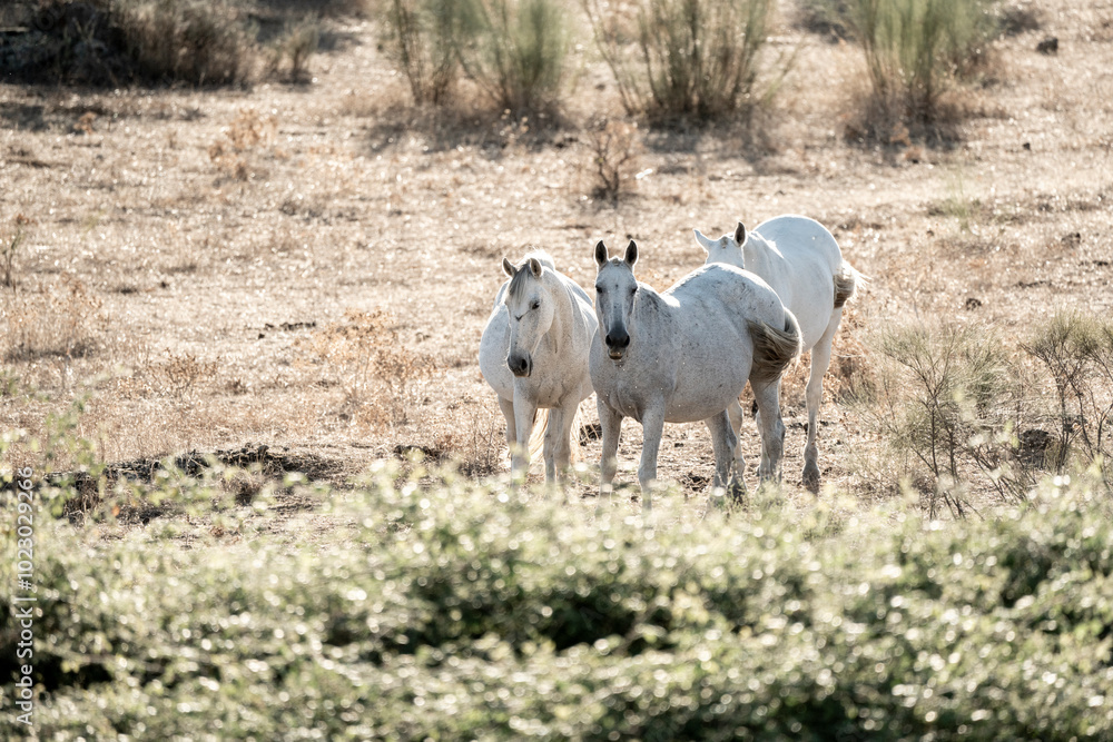 Obraz premium white horses in the landscape beautiful herd