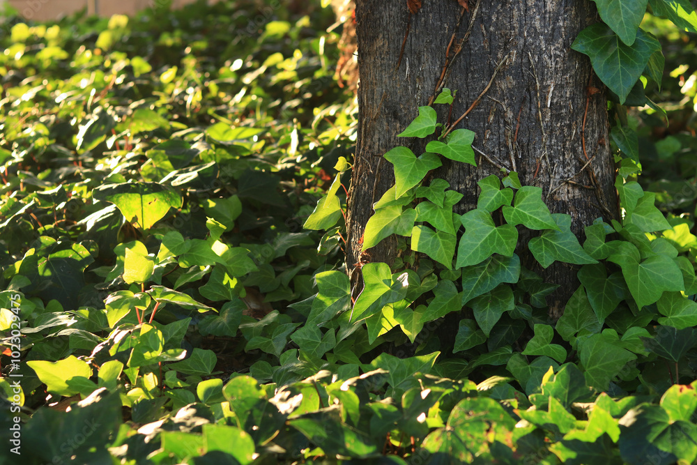 Obraz premium Ivy on a palm tree trunk, natural background. Climbing plant on a tree trunk. Natural green leaves, climbing plant on tree bark. Natural background with climbing ivy leaves along a tree trunk