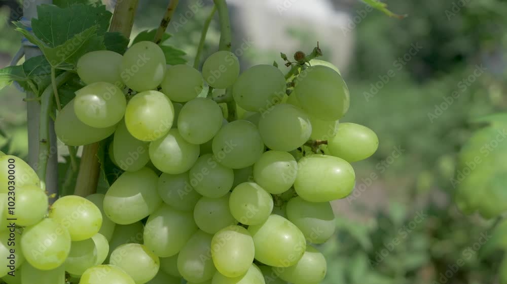 Organic ripe white grapes on green garden background. Harvesting concept. Bathed in sunlight ripe white grapes for the wine harvest. Organic cultivation and farming Organic ripe white grapes on green garden background. Harvesting concept. Bathed in sunlight ripe white grapes for the wine harvest. Organic cultivation and farming