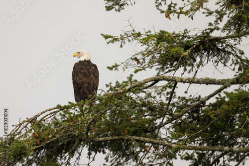 bald eagle sits on a tree in Vancouver Island photo