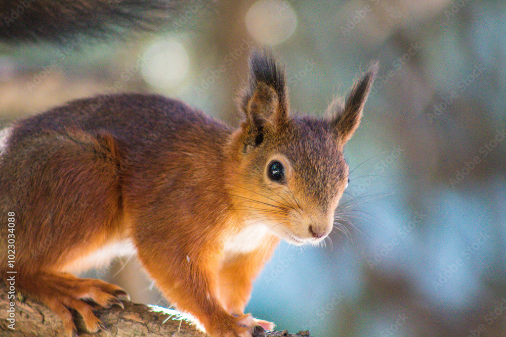 squirrel in the park squirrel in the park