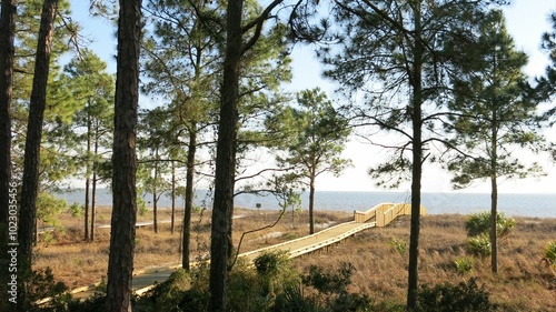 Hilton Head Nature Beach with Trees and Boardwalk Leading to Ocean in South Carolina photo