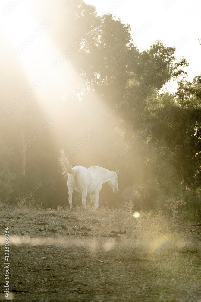 Fototapeta premium beautiful horses in Spain in nature arrea 