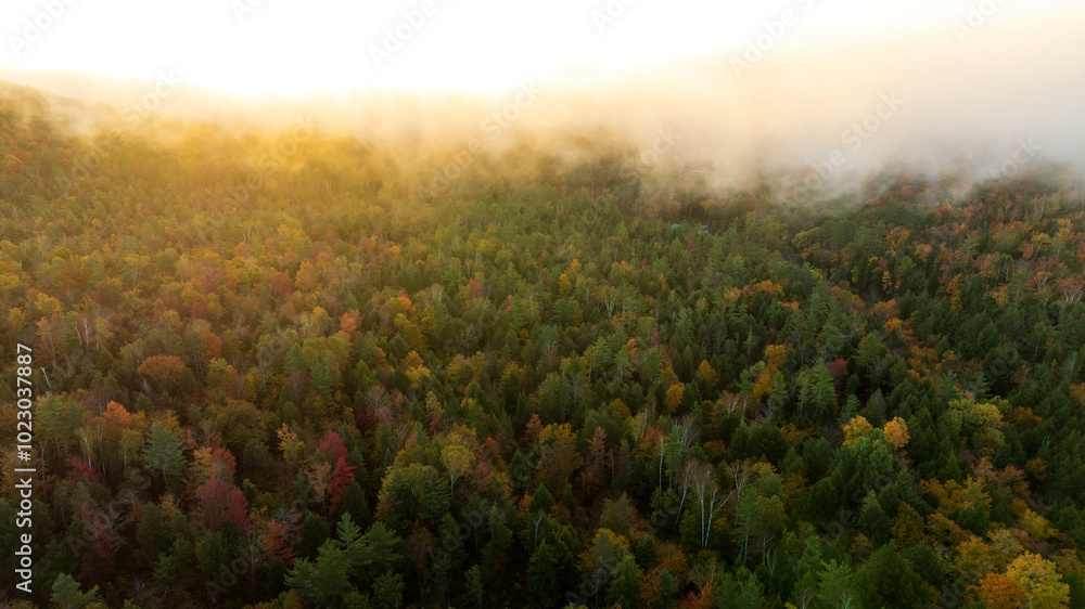 Aerial view of a misty forest in autumn, with a colorful canopy of trees under soft sunlight. Aerial view of a misty forest in autumn, with a colorful canopy of trees under soft sunlight.