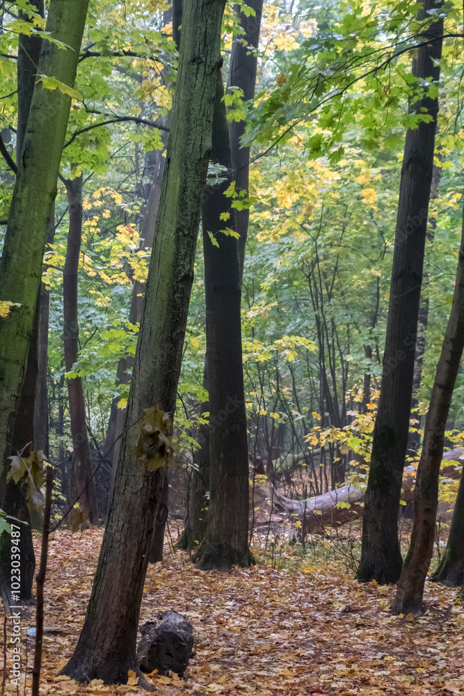 Naklejka premium forest in autumn