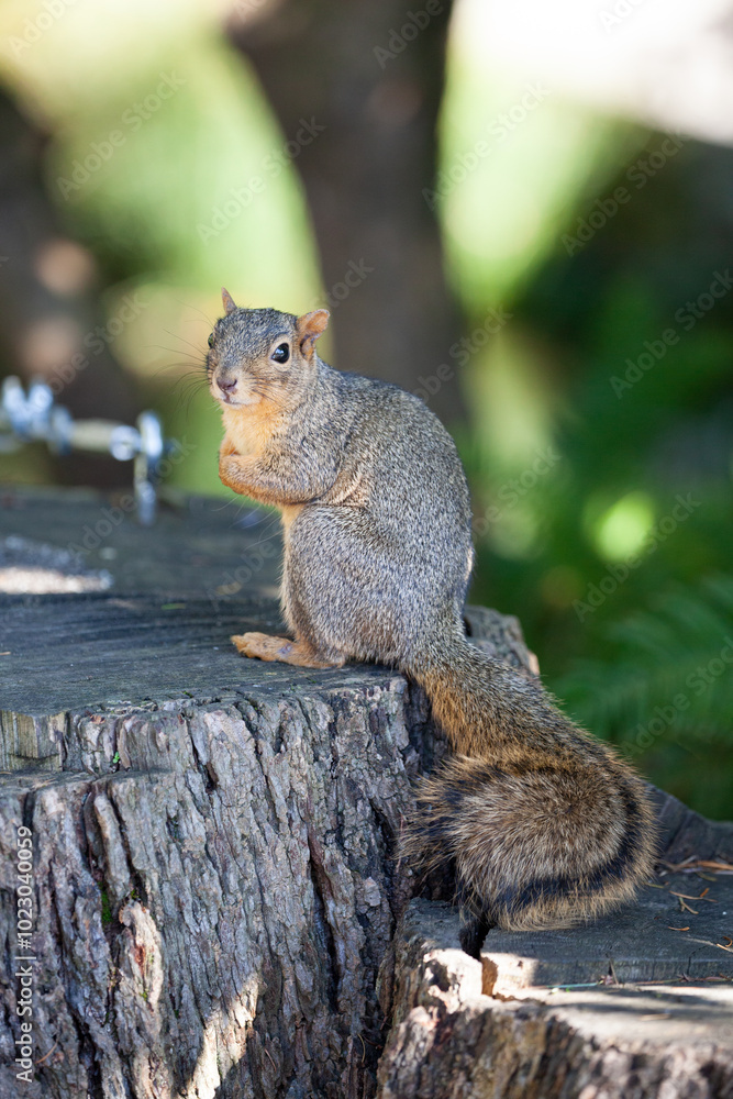 Close up picture of a beautiful, friendly, curious, wild grey squirrel captured in the woods, park
Close up picture of a beautiful, friendly, curious, wild grey squirrel captured in the woods, park