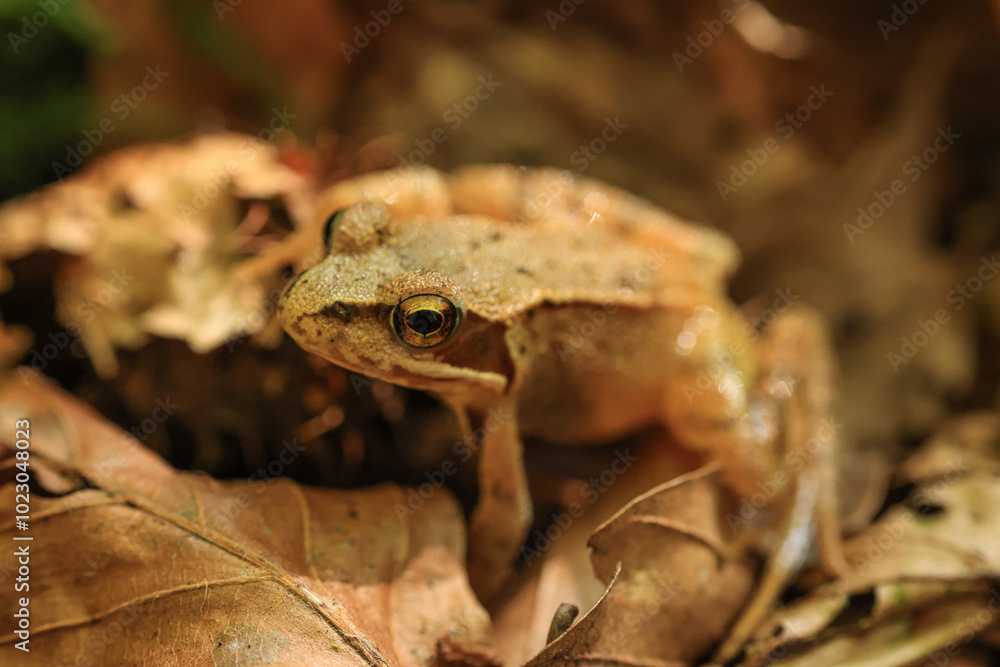 Naklejka premium close-up of a common tree frog on leaves in a forest
