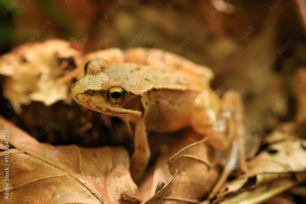 Fototapeta premium close-up of a common tree frog on leaves in a forest