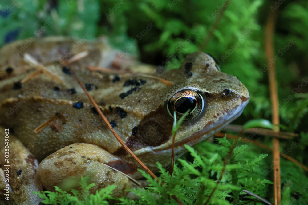 close-up of a common tree frog close-up of a common tree frog