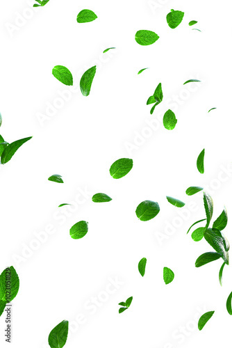 Mint leaves flying on white background