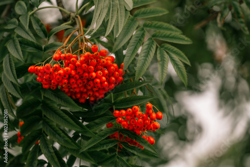 Rowan tree with berries. Nature background with Sorbus