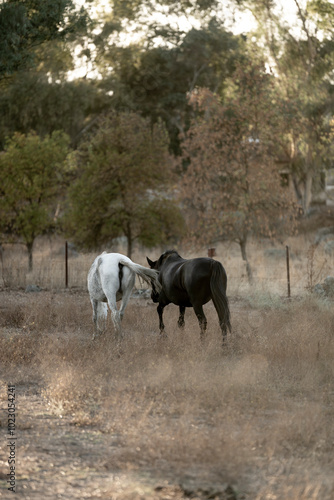 beautiful white and black horses in Spanish landscape horse equine pony pretty