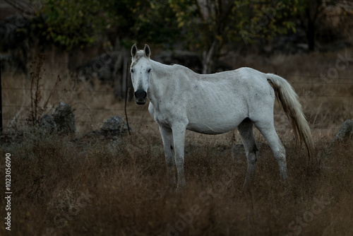 white horse in the landscape in Spain in sunset golden hour