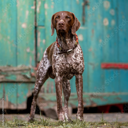 German shorthaired pointer  photo